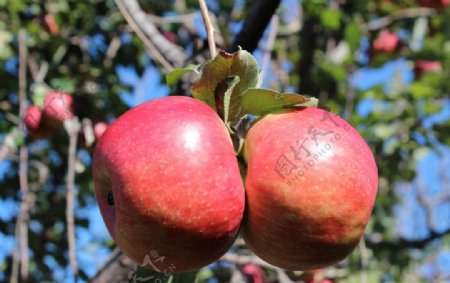 成熟的大红苹果图片