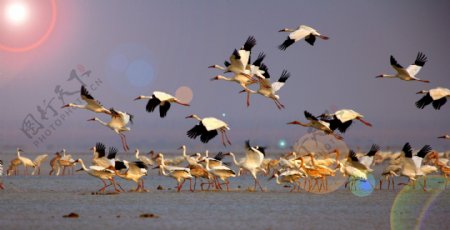 鄱湖候鸟图片