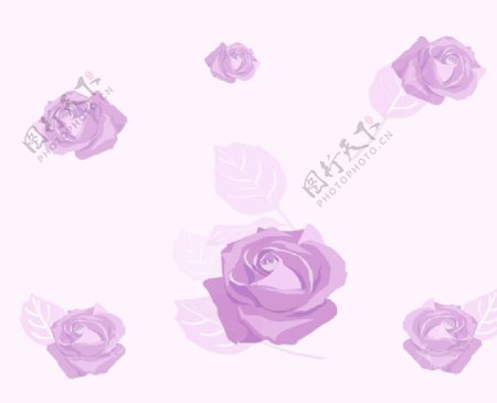 玫瑰馨香图片