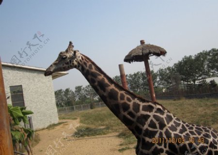 高高的长颈鹿图片