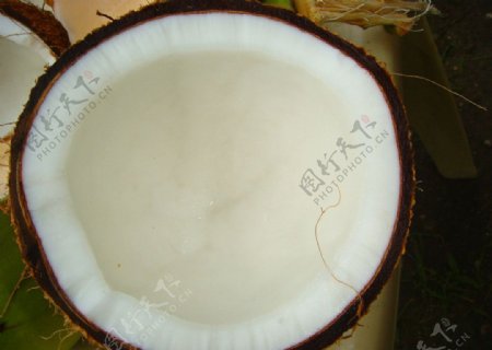 菲律宾椰子图片