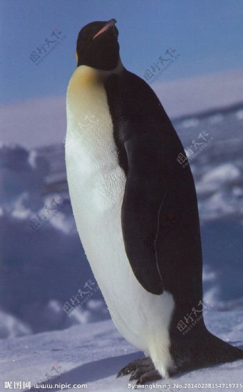 企鹅图片