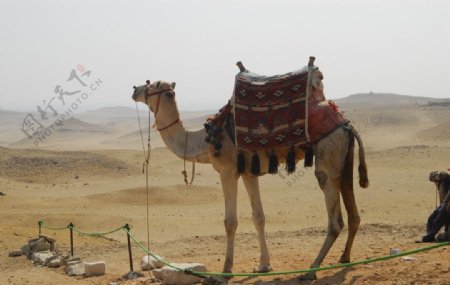 埃及沙漠里面骆驼图片