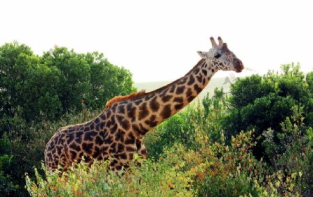 非洲草原长颈鹿图片