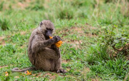 吃芒果的狒狒图片