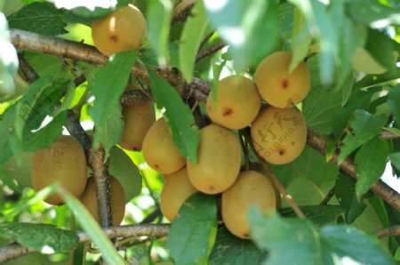 温州炉山猕猴桃树图片