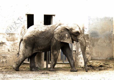 北京动物园的大象图片