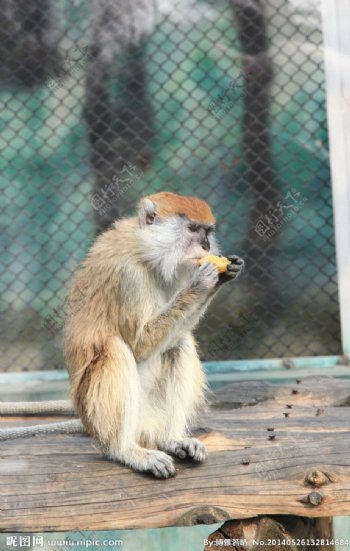 吃早餐的猴子图片