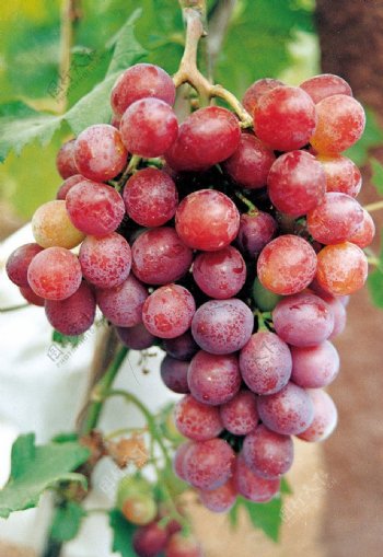 葡萄品种矢富罗莎图片
