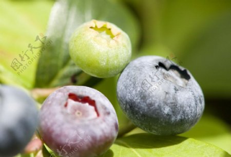 兰莓的果实图片