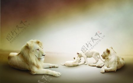 狮子家族图片