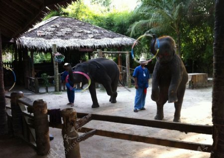 普吉岛大象表演图片
