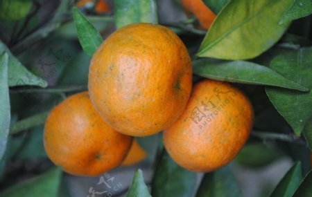 东山橘子图片