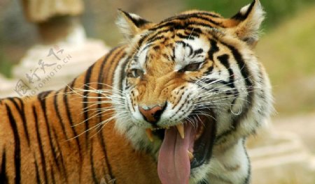 伸舌头的老虎图片
