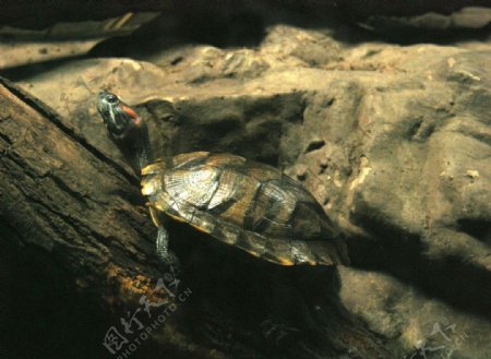 北京动物园的乌龟图片