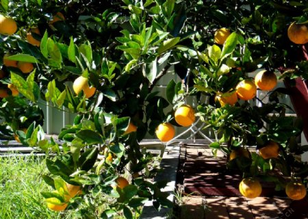 橘树图片