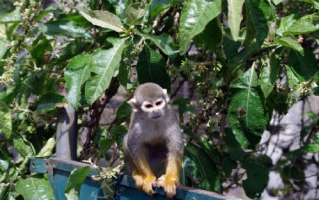 厄瓜多尔卡布奇诺猴图片