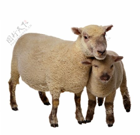 动物绵羊图片