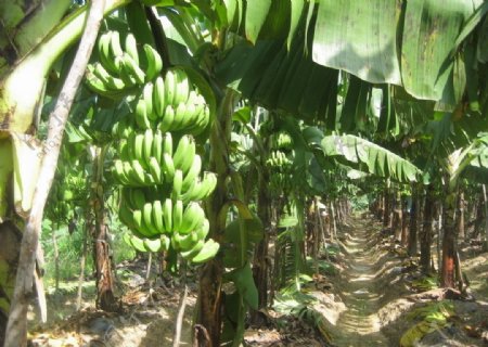 香蕉林图片
