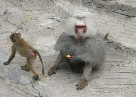 灰毛猴子图片