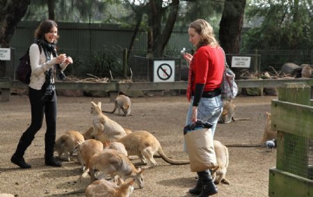 澳大利亚悉尼动物园袋鼠图片