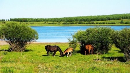 湖边吃草的马图片