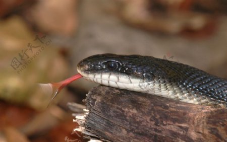 吐舌头的蛇图片