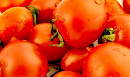 小西红柿高清晰水果写真图片
