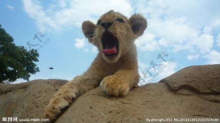 南非野生动物保护区图片