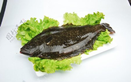 鱼生菜图片