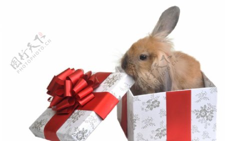 兔子礼盒蝴蝶结图片