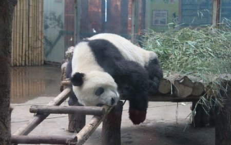 郑州动物园图片