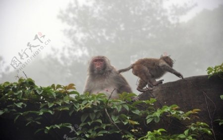 两只猴子图片