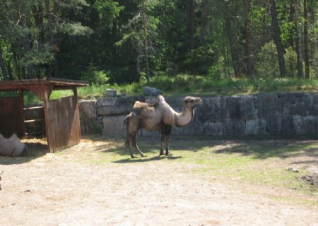 瑞典动物园骆驼图片