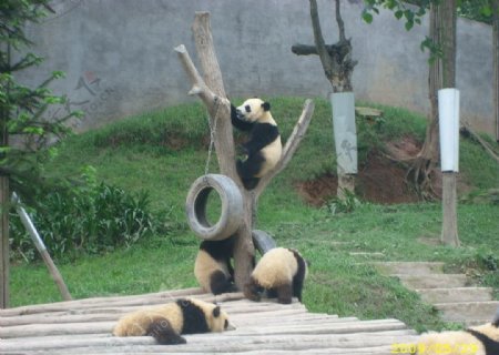 熊猫游戏图片