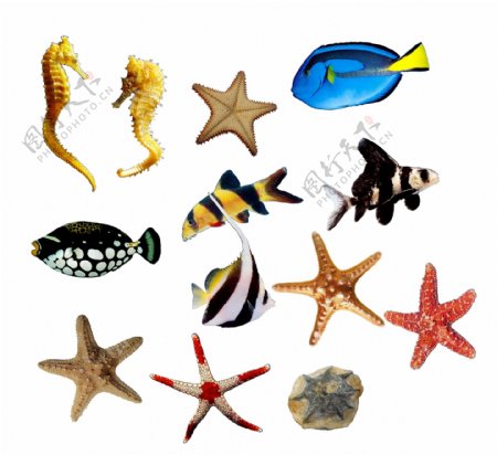 海五星鱼类图片