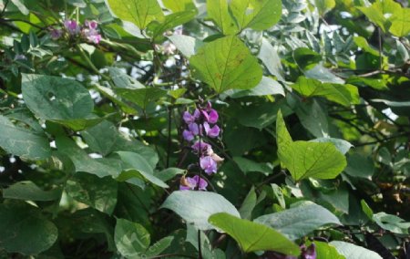 紫扁豆花图片