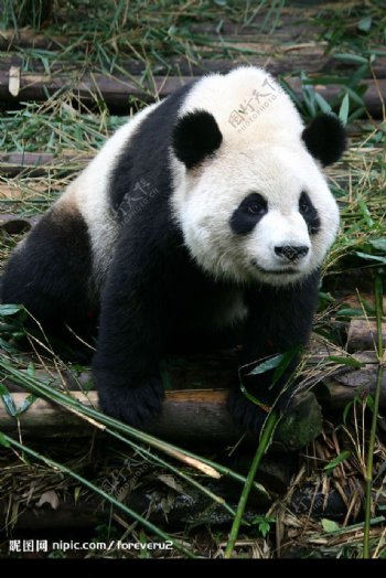 熊猫平平图片