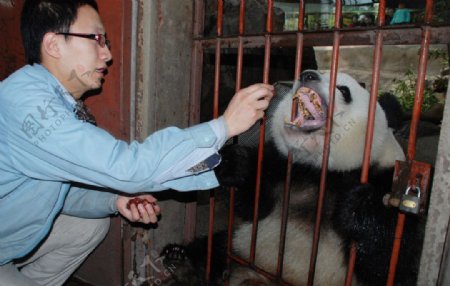 给大熊猫喂食图片