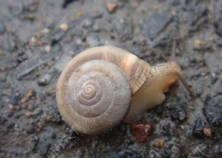 雨后爬行的蜗牛图片