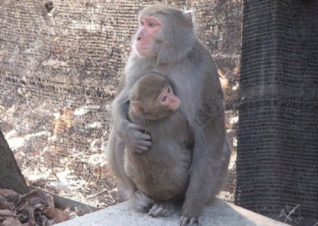 母猴之愛图片