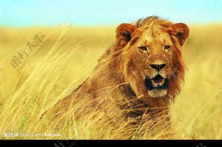 草丛中的雄狮图片