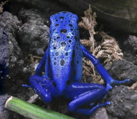 蓝色的蛙类图片