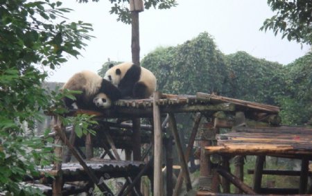 熊猫调情图片