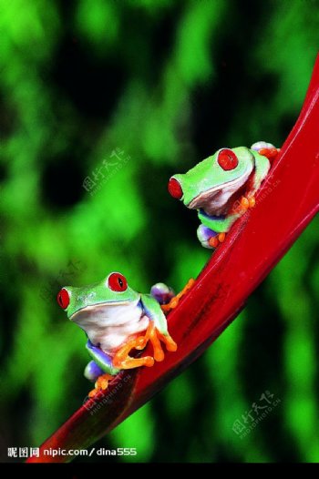 两只红眼青蛙图片