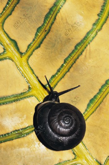 叶子上的黑蜗牛图片