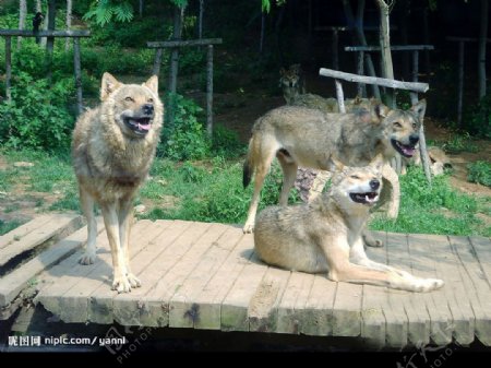 大连森林动物园狼图片
