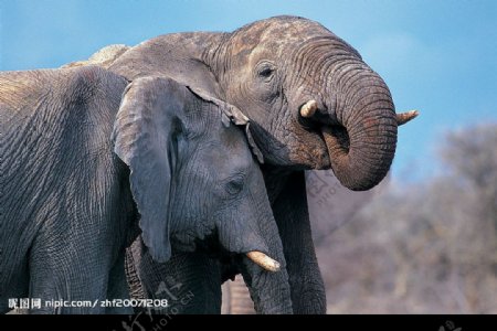 两头大象低语图片