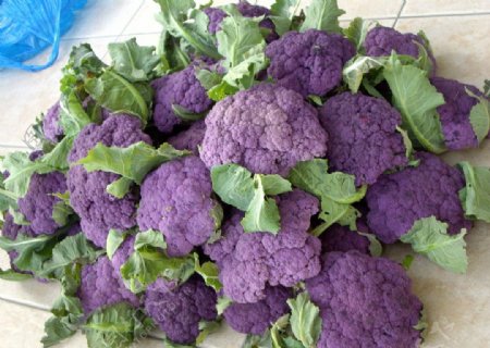 紫花菜图片