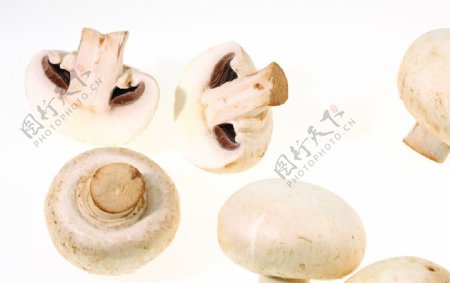 蘑菇白蘑菇图片